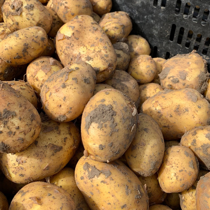 Komkommer, ui, (tros)tomaat en aardappel