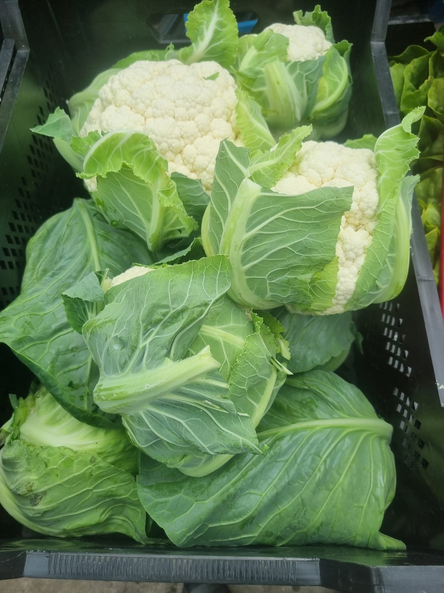 Diverse biologisch geteelde seizoensgroenten